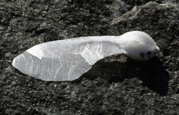 Silk+seed+website.jpg