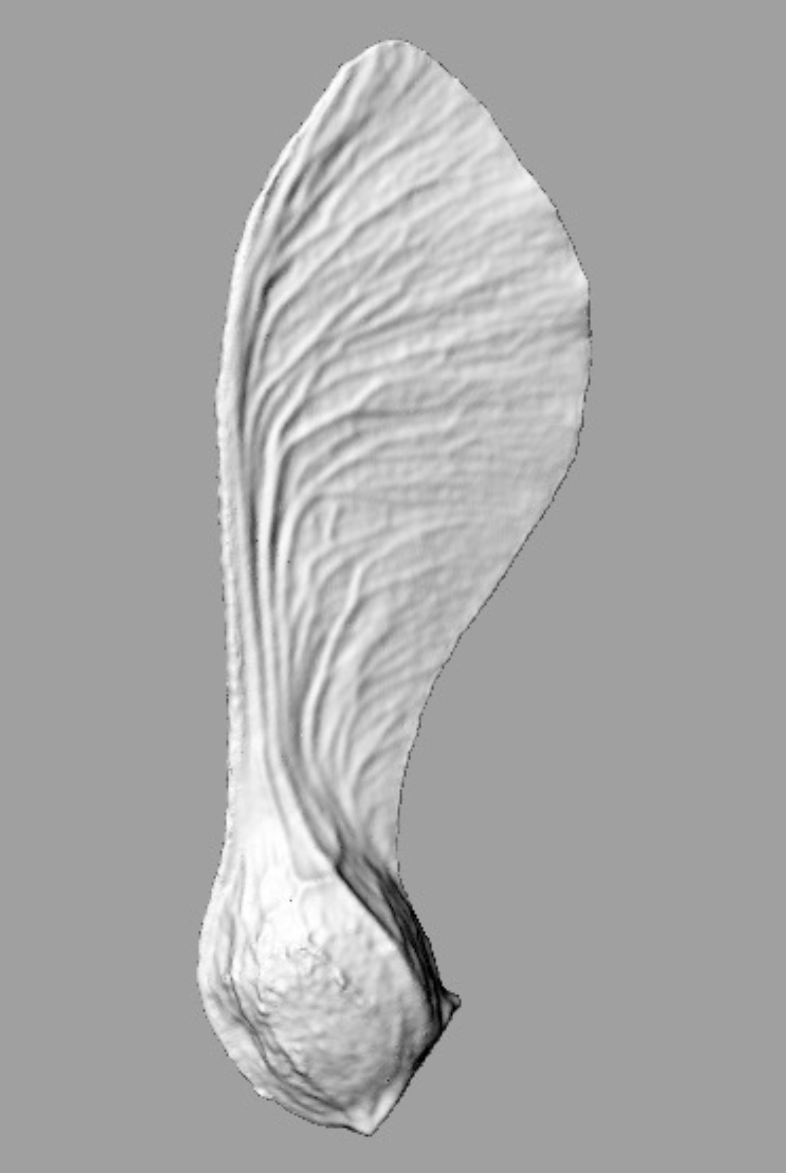 Maple seed scan.jpg